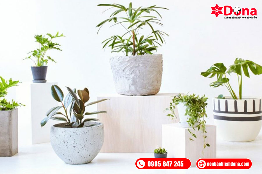 Cây cảnh để bàn là 1 lựa chọn tinh tế